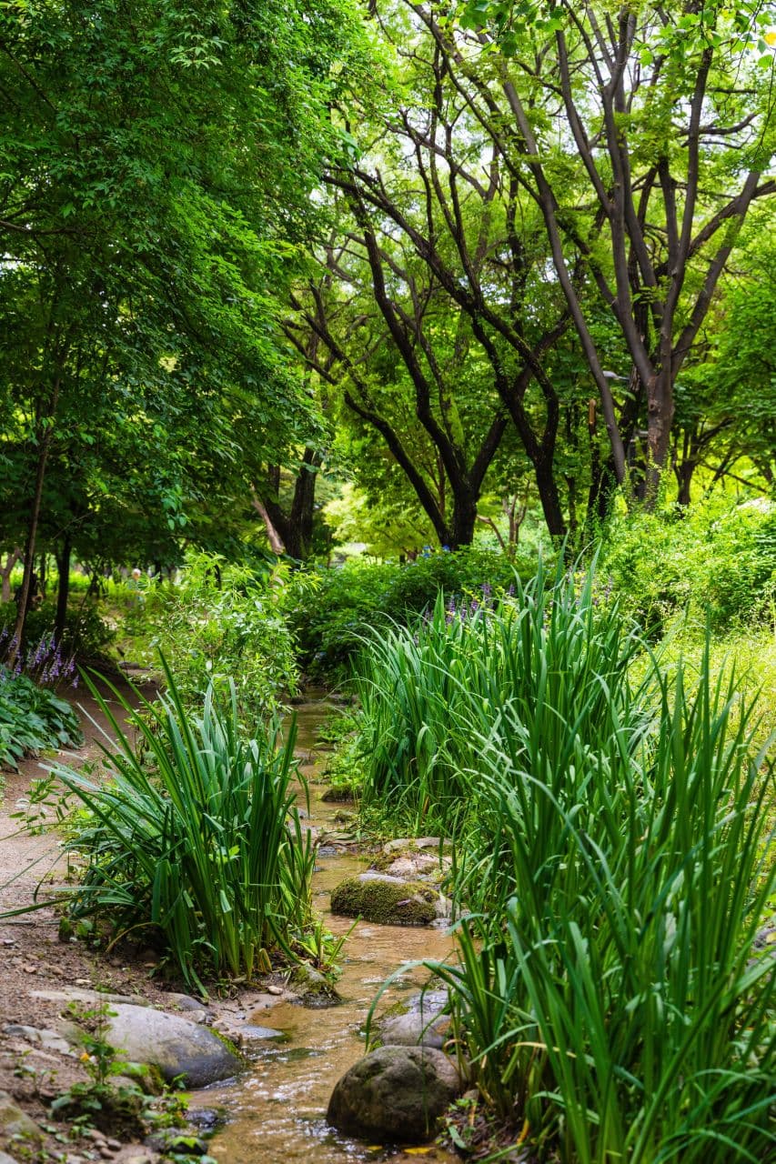 A green tree-lined stream running through Seoul Forest park in Seongdong-gu, Seoul
